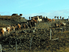 Iceland-Northern Tours-Iceland Special